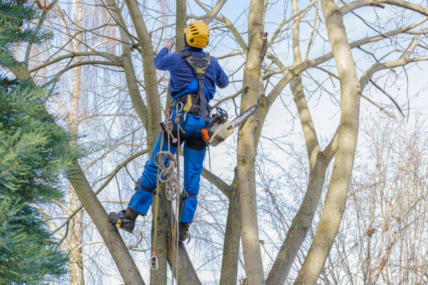 Best Tree Preservation Services  in Hicksville, OH