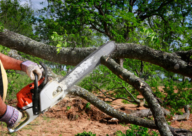 Best Seasonal Cleanup (Spring/Fall)  in Hicksville, OH